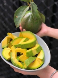 Một vườn cuối mùa trúng lô bơ to khủng tại Quảng Nam