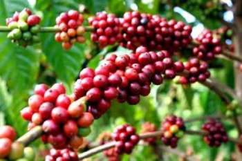 Cung cấp cà phê, bơ, tiêu tại Việt Nam- KTC Việt Nam tại Quảng Nam