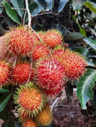 nh tại Quảng Nam