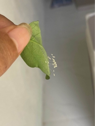 Đất kiệt 192/.. Tô Hiệu - Hoà Minh tại Quảng Nam