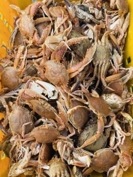 GẤP - còn 3 kí ghẹ xả nhanh cho shipper về tại Quảng Nam