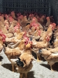 Chuồng còn khoảng 100 C gà mồng siêu đephKhách mua về nuôi tết cúng tất niên hay thịt nèLh tại Quảng Nam