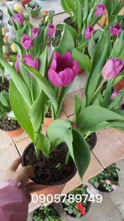 tulip  HÀ LAN giá rẻ phục vụ tết tại Quảng Nam
