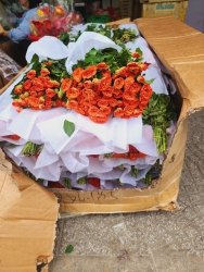 Mai vườn cắt cành chào ngày mới tại Quảng Nam