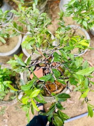  tại Quảng Nam