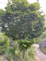 Bán cây mai tại Quảng Nam