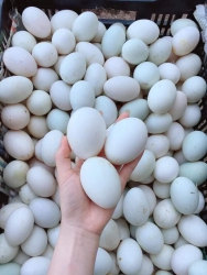 Trứng Vịt Ấp Dở tại Quảng Nam