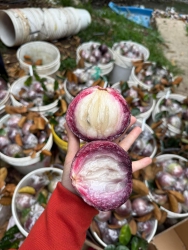 Trời mưa nên ngày ni vườn ngày ni mới hái vú sữa Hẹn khách mai e trả đơn Mai về trúng i ngày tại Quảng Nam