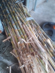 Nắng nóng lên, đơn em ship nước mía chai 1.5l 25k ly to khổng lồ 10k tại Quảng Nam