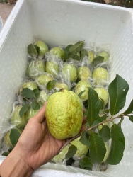 Chấn dộng vườn ổi đi xuất khẩu phải nói siêu ngon nha Bà vườn bã kêu ko ngon ko giòn bã ko lấy tiền tại Quảng Nam