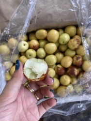 Mua ốc và các sản phẩm thực phẩm khác tại vựa ốc Sài Gòn tại Quảng Nam