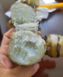Củ Dong Củ Chuối tại Quảng Nam