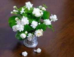 Châu lan trà lai tại Quảng Nam