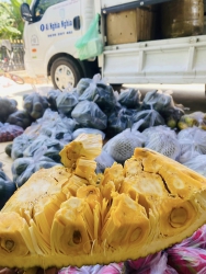 Thơm phức lứn dựa mụi to rốn lứm nha tại Quảng Nam
