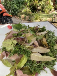 Gỏi ốc giấy 60k/ phần kèm bánh tráng tại Quảng Nam