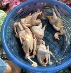 Gà tre mai e có 20 con, Lẻ 45k con miễn ship từ 3 con tại Quảng Nam