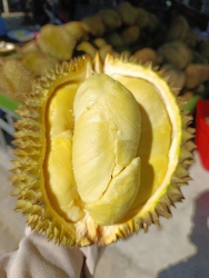 Sầu Bà Lanh tại 516 Trần Thủ Độ Điện Nam Bắc tại Quảng Nam