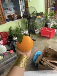 t uống cam thì mình cắt tại Quảng Nam