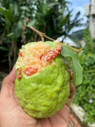 chung ni muoi du chien chua khach oi tại Quảng Nam