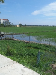 Chào lô view lúa bao la tại Quảng Nam
