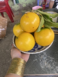 Vú sữa hoàng kim nhà e lên đĩa cực đẹp lun nha tại Quảng Nam
