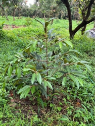 Bán đất 3.4ha tại Bù Đăng, Bình Phước tại Quảng Nam