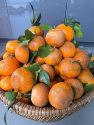 quýt sim loại quýt khách sành ăn tại Quảng Nam