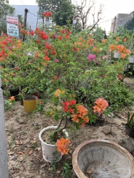 Có 2 chậu giấy ngũ sắc 5 màu y hình.. tại Quảng Nam