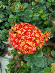 Phụng hoàng cam và kim tại Quảng Nam