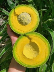 Hót Hót Trúng mánh rồi khách ơi, lô bơ booth ngày mai toàn bơ to giá siêu rẻ tại Quảng Nam