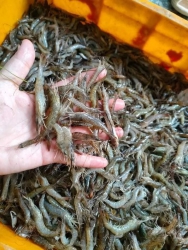 Tôm bao tươi từng con khách nha tại Quảng Nam