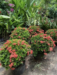 Hoa trang tại Quảng Nam