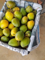 Xoài min Easup tại Quảng Nam