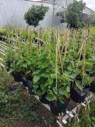 Hoa Thiên Lí Siêu Bông tại Quảng Nam