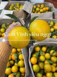 Cam Vinh Đầu Mùa - Liều Thuốc Mát Bù Nước Tăng Sức Đề Kháng tại Quảng Nam