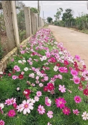 Hạt giống hoa bướm - Hoa sao nhái tại Quảng Nam
