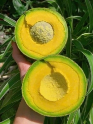 Bán bơ booth giá rẻ tại Quảng Nam