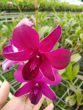Lan deno cho ngày tết tại Quảng Nam