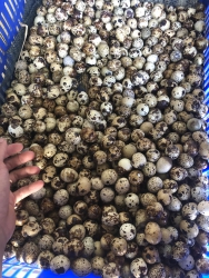 Em còn vài nghìn trứng cút so giá 39k 100 trứng tại Quảng Nam