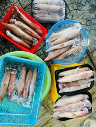 Squid this morning was delicious tại Quảng Nam