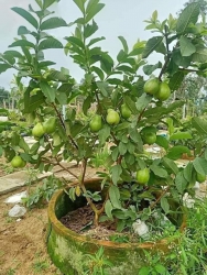 Ổi Lê, Ổi Nữ Hoàng vườn Em Đều Có tại Quảng Nam