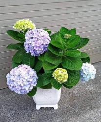 Cây Đang Nụ Cây Đẹp Như Hình Trồng Đến Tết Là Vừa tại Quảng Nam