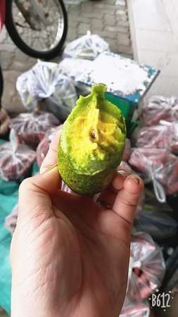 Bơ trái mùa nha cả nhà tại Quảng Nam