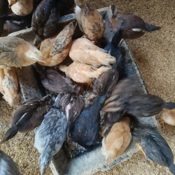 ng nay tại Quảng Nam
