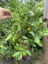 i cây Điện Nam Bắc tại Quảng Nam