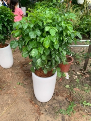  tại Quảng Nam