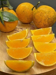 Cam tươi ngọt đậm tại Quảng Nam