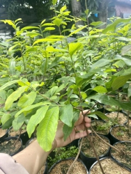 Cần bán hàng chục cây sau khi đốn đất tại Quảng Nam