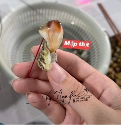 Ốc nhảy sống tại Quảng Nam
