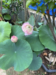 CÔNG TY TNHH TƯ VẤN THIẾT KẾ ĐẦU TƯ XÂY DỰNG 79DESIGN Văn phòng / Cơ sở vườn cây xanh 79GARDEN tại Quảng Nam